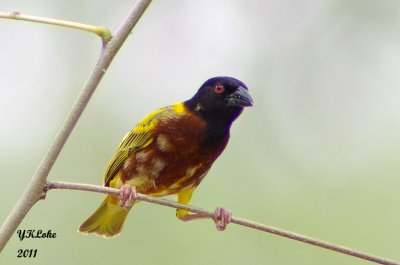 Golen-back Weaver (Male)