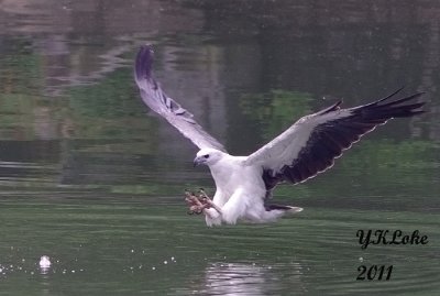 White-bellied Sea Eagle catching fish