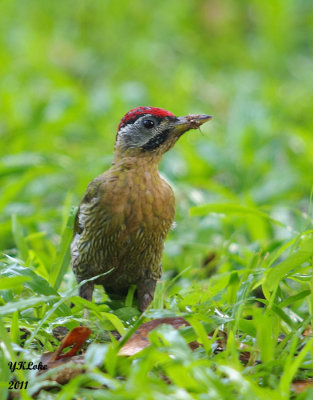 Laced Woodpecker (M)