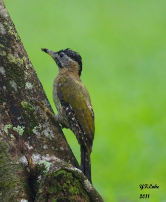 Laced Woodpecker (F)