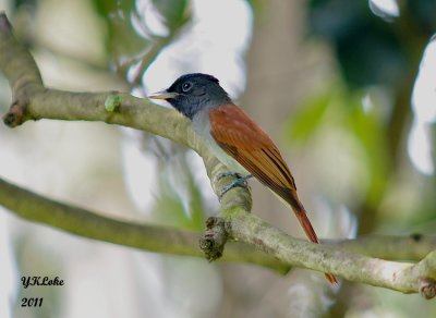 Asian Paradise Flycatcher