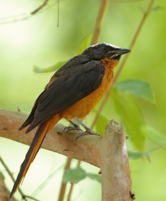 White-headed Robin Chat