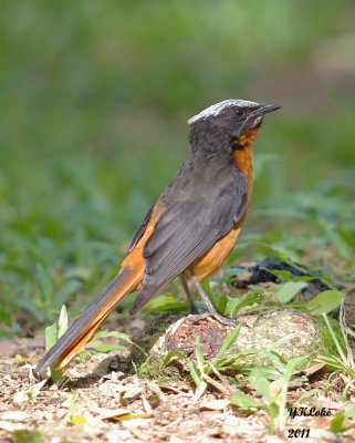 White-headed Robin Chat