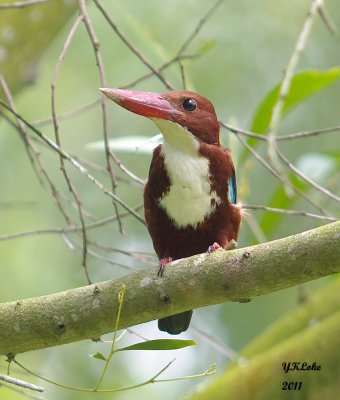 White-throated Kingfisher