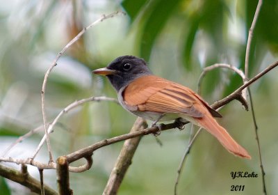 Asian Paradise Flycatcher