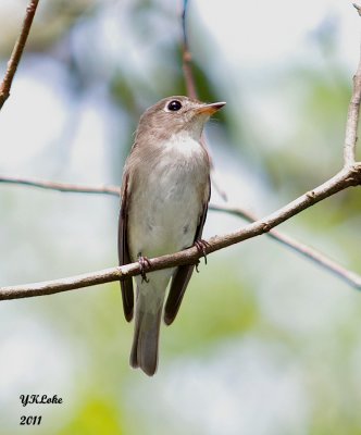 Brown-cheshed Jungle Flycatcher