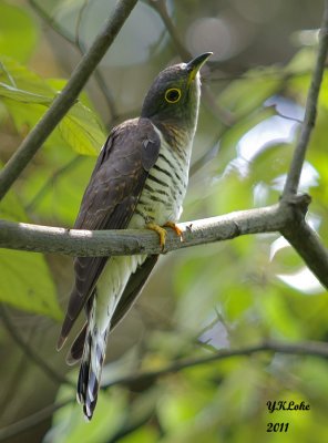 Indian Cuckoo