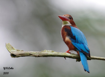 White-throated Kingfisher