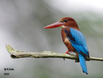 White-throated Kingfisher