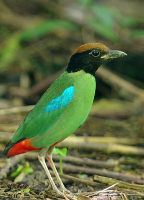 Hooded Pitta