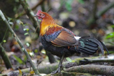 Red Junglefowl