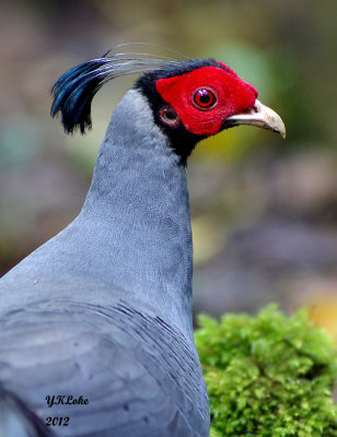  Siamese Fireback Pheasant