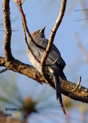 Ashy Drongo