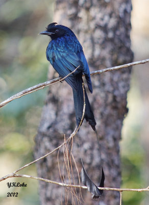 Drongo