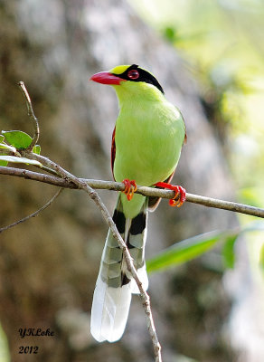 Green Magpie