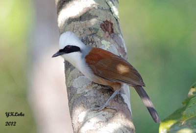 White-crested Laughing Thrush