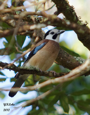 Eurasian Jay