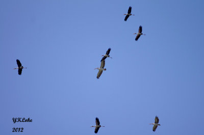 A Flock of Birds