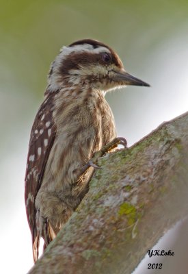 Sunda Pygmy Woodpecker