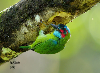 Blue-eared Barbet