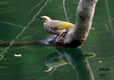 Straw-headed Bulbul