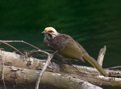 Straw-headed Bulbul