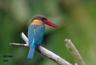 Storkbilled Kingfisher