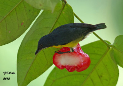  Crimson-breasted \flowerpecker