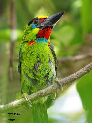 Red-Throated Barbet, Male