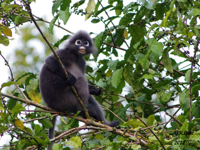 Dasky or Spectacled Langur