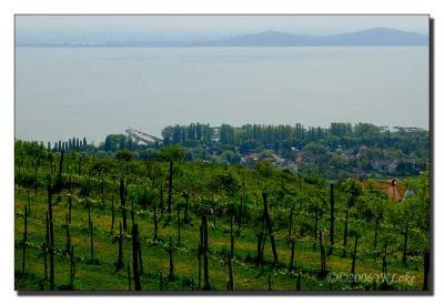 Vineyard