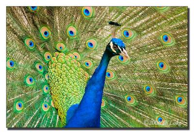 Peacock (Dancing)