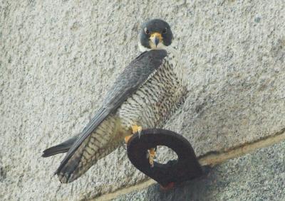 Adult Female Peregrine Falcon