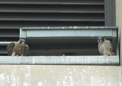 2006 Juvenile Peregrine Falcons (Sal & Mario)