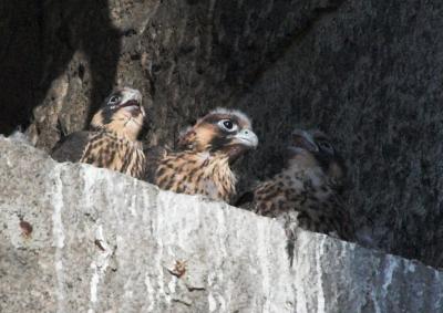 Three Juvenile Peregrine Falcons (two screaming)