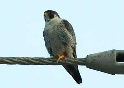 Adult Male Peregrine Falcon