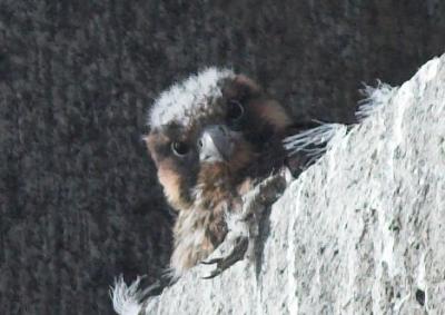 Peregrine Falcon