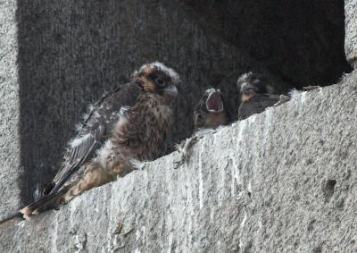 Peregrine Falcons (middle one screaming)