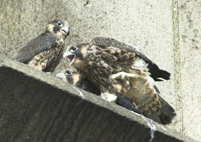 Three Juvenile Peregrines.  One screaming for food.