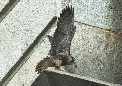 Juvenile Peregrine Falcon testing the wings