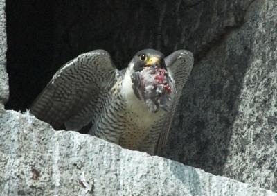 Male Adult Peregrine cleaning out the nest box
