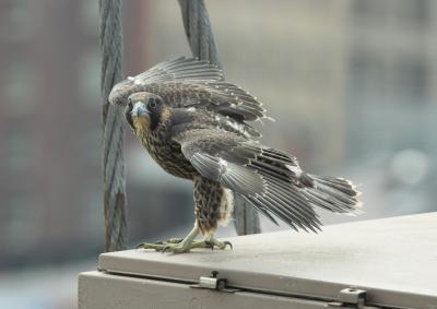 Peregrine Falcon Fledgling