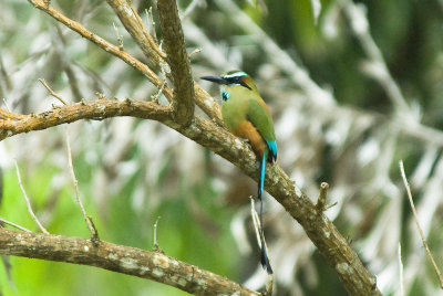 Turquoise-browed Motmot