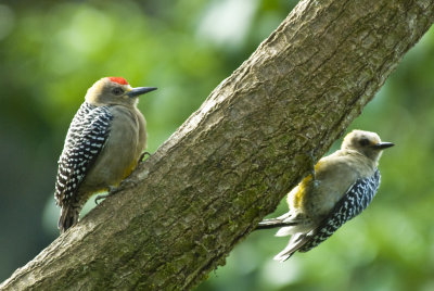 Hoffman's Woodpecker