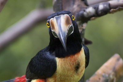 Collard Aracari