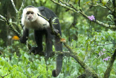 White-Faced Capuchin