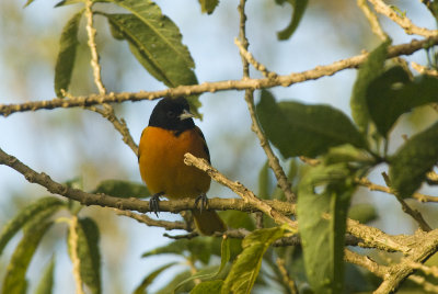 Baltimore Oriole