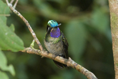 Purple Throated Mountain Gem