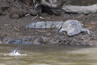 American Crocodile