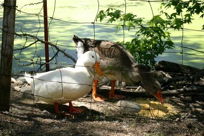 June 6, 2006<br>Adventures of Duck and Goose